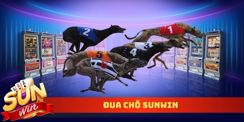 Đua chó Sunwin