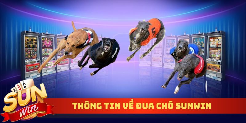 Thông tin về đua chó Sunwin